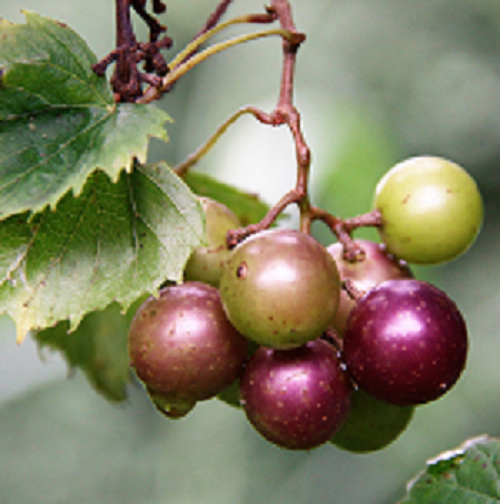 muscadine grapes on the vine